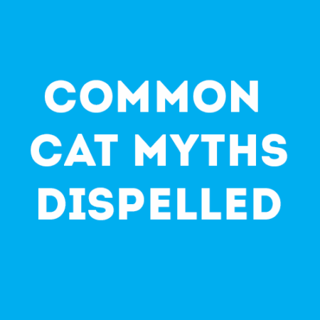 common-cat-myths-dispelled-feature