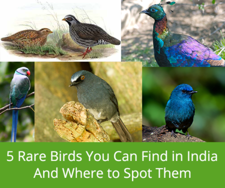 5-Rare-Birds-You-Can-Find-In-India-And-Where-You-Can-Spot-Them