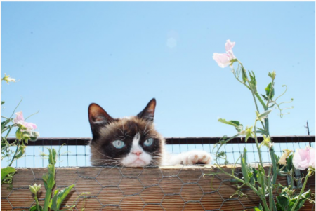 insta-grumpy-cat